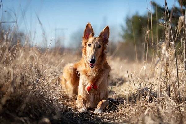 赤子犬のBorzoi散歩屋外で春の日 ロシアのため息 11ヶ月古い — ストック写真