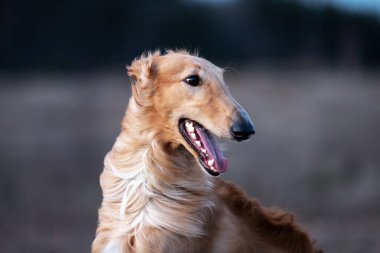 Borzoi 'nin kırmızı köpek yavrusu yaz günü dışarı çıkıyor. Rus bir yaşında.