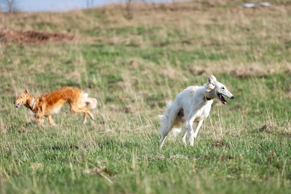 Filhote Cachorro Vermelho Branco Borzoi Corre Livre Dia Verão Sighthound — Fotografia de Stock