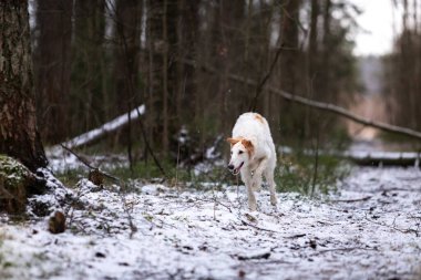 Borzoi 'nin beyaz köpek yavrusu kış günü dışarı çıkıyor, Rus manzaralı, dokuz aylık.