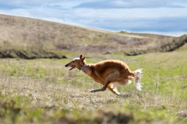 Cachorro Rojo Borzoi Corre Aire Libre Día Verano Avistamiento Ruso —  Fotos de Stock