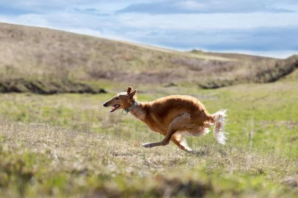 Κόκκινο Κουτάβι Των Borzoi Τρέχει Υπαίθρια Την Ημέρα Του Καλοκαιριού — Φωτογραφία Αρχείου