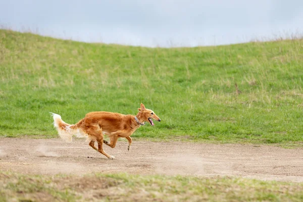 Vörös Kiskutya Borzoi Séták Szabadban Nyári Napon Orosz Sighthound Egy — Stock Fotó