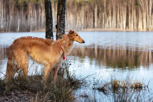 Cãozinho Vermelho Borzoi Caminha Livre Dia Verão Sisudo Russo Ano — Fotografia de Stock