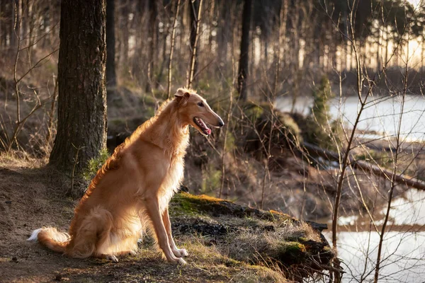 Rosso Cucciolo Borzoi Passeggiate All Aperto Giorno Estate Sighthound Russo — Foto Stock