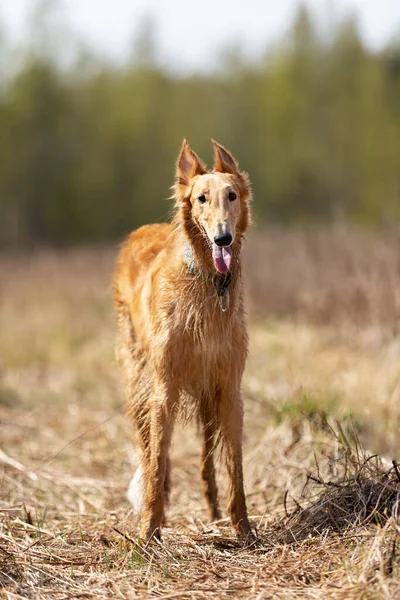 Borzoi Nin Kırmızı Köpek Yavrusu Yaz Günü Dışarı Çıkıyor Rus — Stok fotoğraf