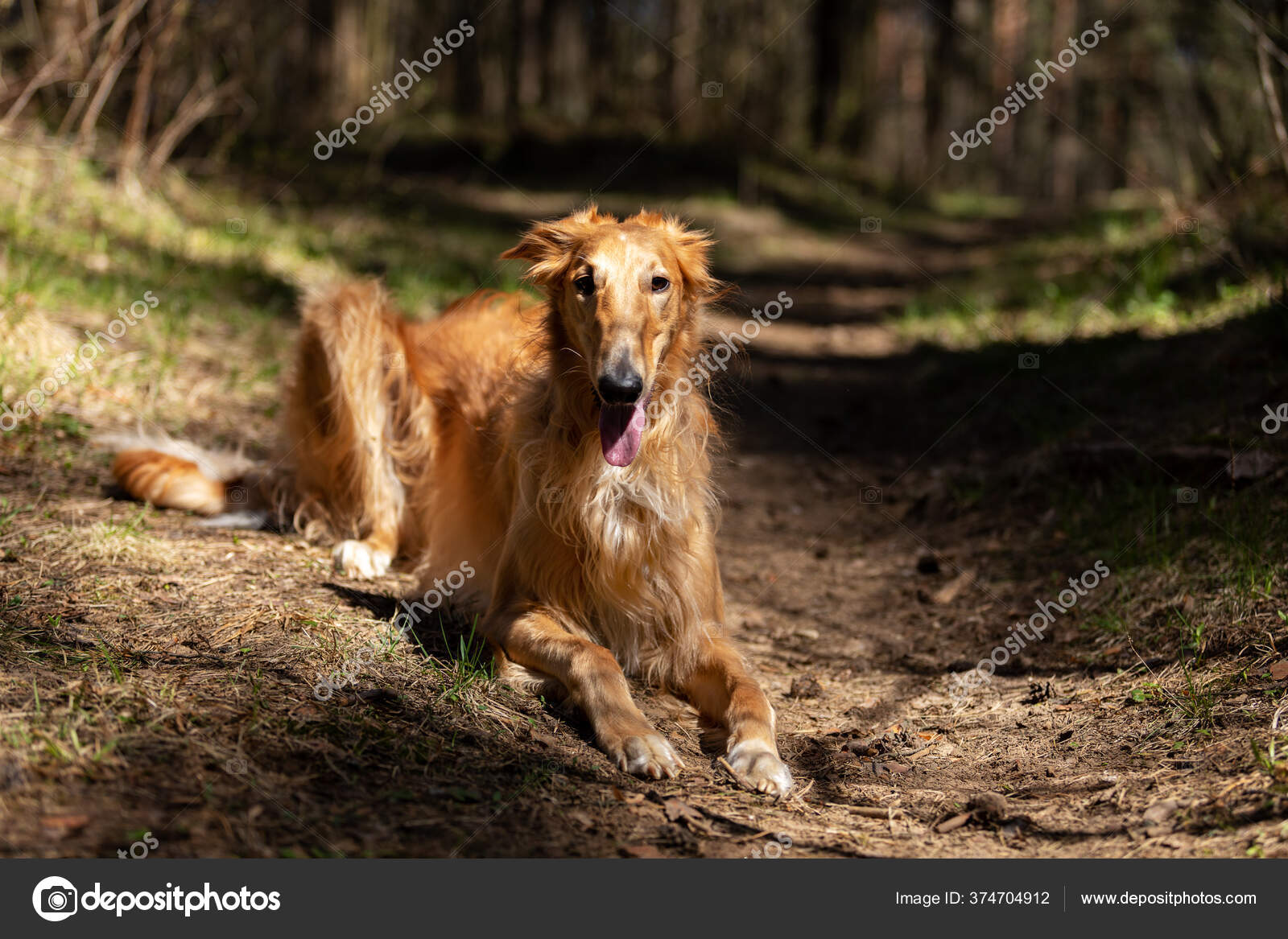 Red Puppy Borzoi Have Rest Outdoor Summer Day Russian Sighthound