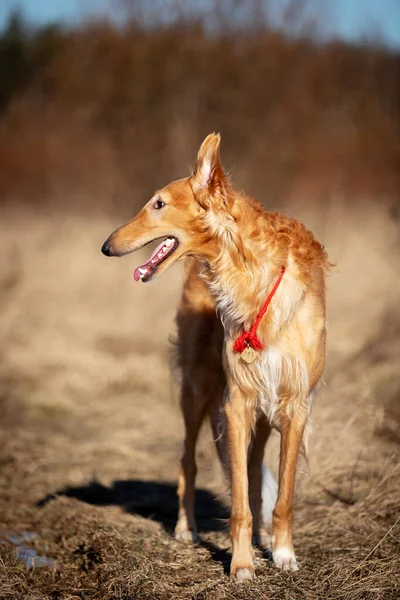 Rosso Cucciolo Borzoi Passeggiate All Aperto Giorno Primavera Sighthound Russo — Foto Stock