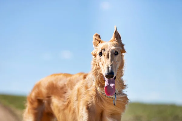 Κόκκινο Κουτάβι Των Borzoi Περπατά Υπαίθρια Την Ημέρα Του Καλοκαιριού — Φωτογραφία Αρχείου