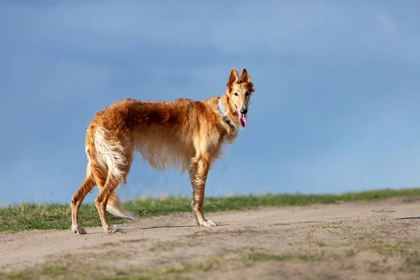 Κόκκινο Κουτάβι Των Borzoi Περπατά Υπαίθρια Την Ημέρα Του Καλοκαιριού — Φωτογραφία Αρχείου