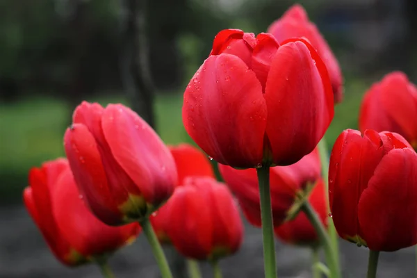 Concepción suave y borrosa. Hermosos tulipanes rojos de primer plano floreciendo en el jardín — Foto de Stock