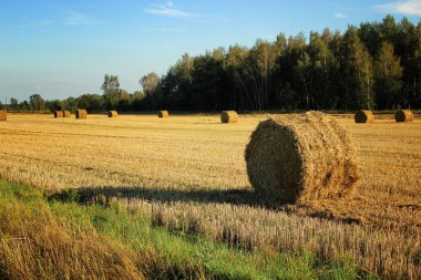 Köyde Hasattan sonraki haystacks alanıyla