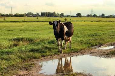 İnek bir çayırda otlatma ve yaz aylarında Nehri yakınında çim yeme