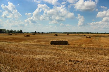 Haystacks saman köyde Hasattan sonraki alanıyla