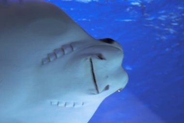 Akvaryum vatoz yakından görmek aşağıdan