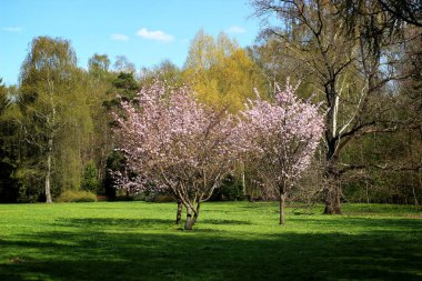 Çiçek açan kiraz ağacı çiçeği Botanik bahçe yeşil çim arasında