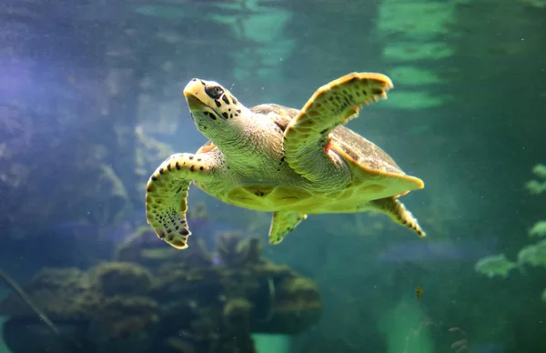 Όμορφη θαλάσσια χελώνα γκρο πλαν του ένα κολυμπά σε ένα ενυδρείο από το oceanarium — Φωτογραφία Αρχείου