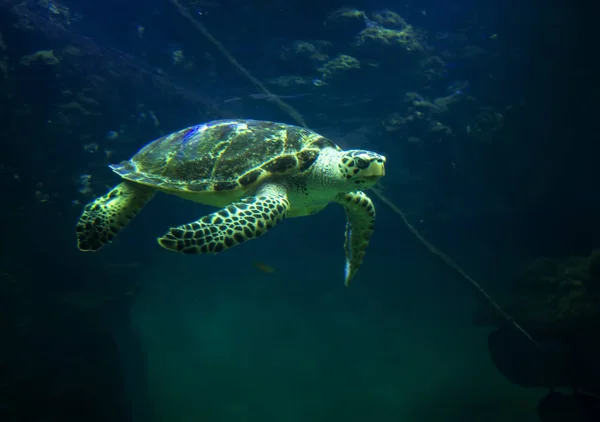 Beautiful sea turtle close-up of a swims in an aquarium of the oceanarium