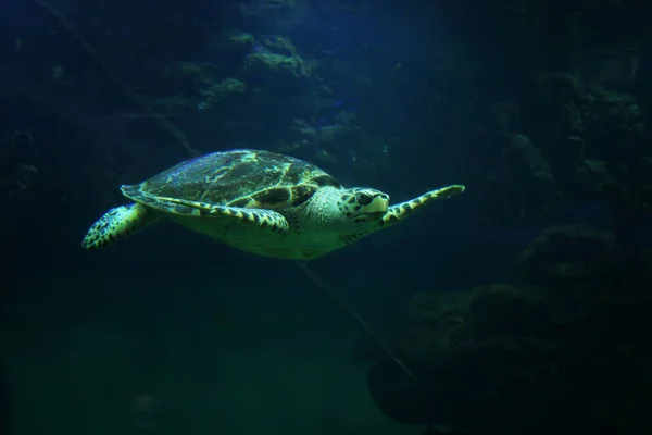 在水族馆水族馆里游泳的美丽海龟特写 — 图库照片