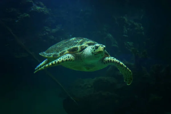 Zbliżenie: piękny żółw morski pływa w akwarium oceanarium — Zdjęcie stockowe