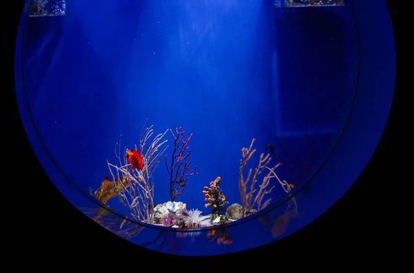 O fundo azul do aquário com corais, algas, peixes e paisagens — Fotografia de Stock