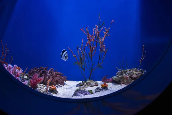 Μπλε κάτω από το ενυδρείο με κοράλλια, φύκια, ψάρι και το τοπίο — Φωτογραφία Αρχείου