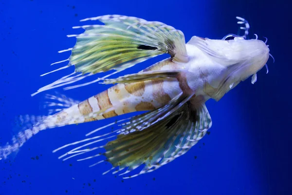 Aquarium fish close-up view from below Stock Picture