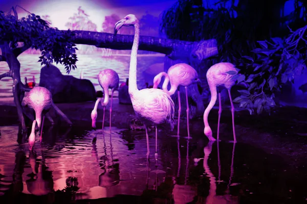 Flamingos cor-de-rosa no fundo do aquário — Fotografia de Stock