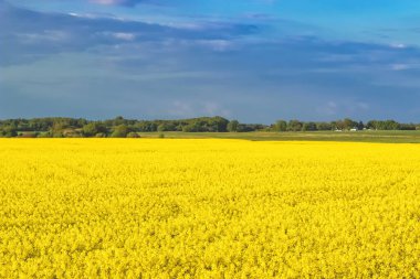 Güneşli bir günde, sarı bir turp tarlasıyla inanılmaz bir manzara bulutlu mavi gökyüzüne karşı..