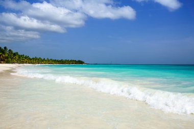 Palms coastline on caribbean beach, Island Saona
