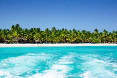 Palms coastline on caribbean beach, Island Saona