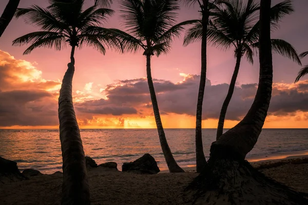 Silhouettes de palmiers sur une plage tropicale au coucher du soleil — Photo