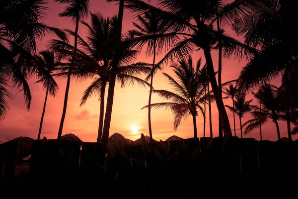 Силуэты пальм на тропическом пляже летом теплое и яркое время заката — стоковое фото