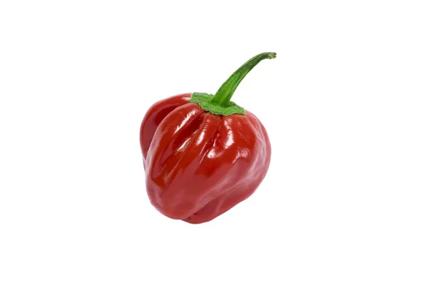 Chilli peppar på vit bakgrund — Stockfoto