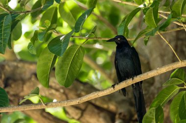 Erkek Greattail ed Grackle Quiscalus mexicanus Estero