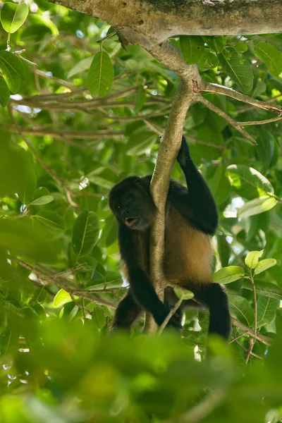 Um macaco uivo sentado no topo de uma floresta — Fotografia de Stock