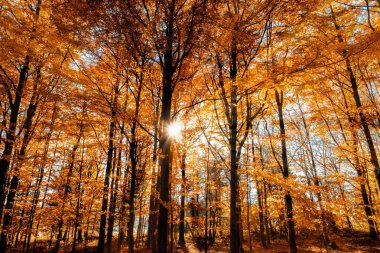Güneş ışınları ile doğal bir ormanın güzel sonbahar manzara
