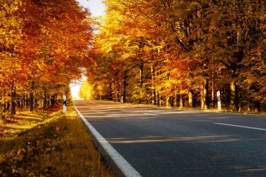 Yaz, sonbahar ormandaki yol