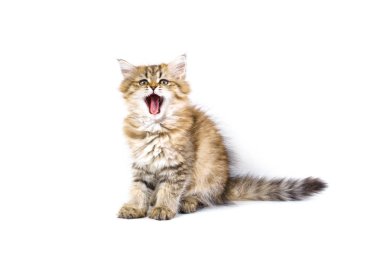 Beyaz bir arka plan üzerinde izole kabarık İngiliz longhair kedi