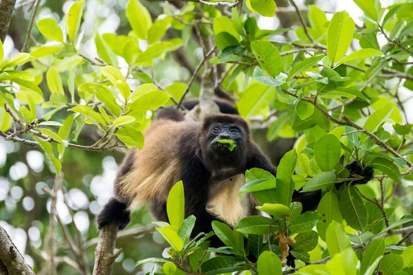 Un mono aullador sentado en las copas de un bosque y comiendo hojas — Foto de Stock