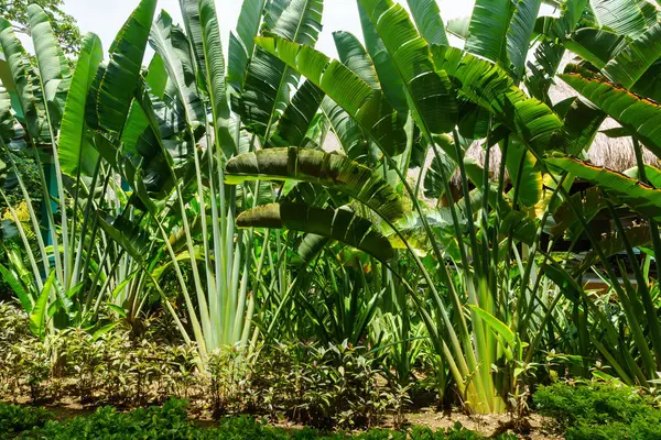 Ravenala palm utazó fa, Madagaszkár jelképe is nevezik. Palm a kertben gyönyörű ága. Ravenala madagascariensis. — Stock Fotó