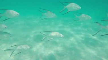 Caribbean tropikal balık Trachinotus Goodei Yüzme - ağır çekim.
