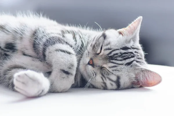 Brittiska kort hår silver tabby katt sover — Stockfoto