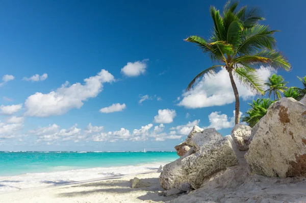 Palmeras del mar Caribe y piedra a la luz del día — Foto de Stock