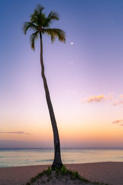 Alacakaranlıkta ay doğmadan önce hindistan cevizi palmiyesi silueti.
