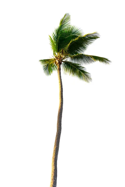 Beyaz arkaplanda izole edilmiş hindistan cevizi palmiyesi — Stok fotoğraf
