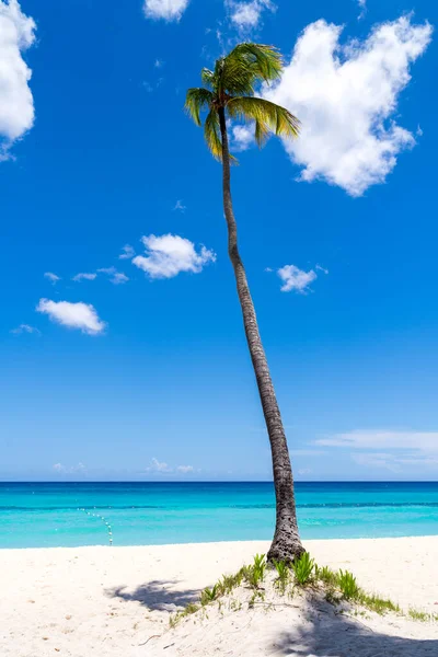 Одинокое кокосовое пальмовое дерево на белоснежном песчаном пляже в Пунта-Кане, Доминиканская Республика. С пушистыми облаками на голубом небе . — стоковое фото