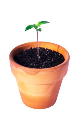 Beyaz bir arka planda marihuana filizi. Beyaz arka planda izole edilmiş bir çömlekte marihuana yetiştiriyorum.