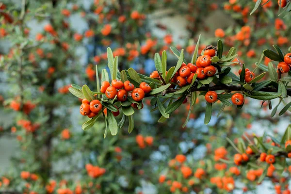 I rami e le bacche della pianta Sea Buckthorn tree (Hippophae rhamnoides). Il cibo naturale sano con un alto contenuto di vitamina C. Lesotho, Africa meridionale . — Foto Stock