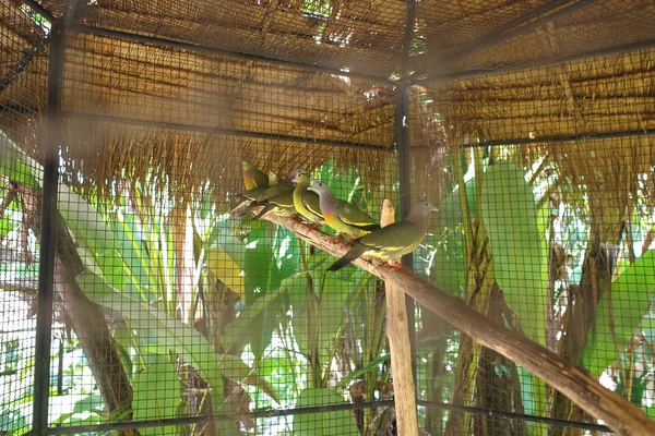 bird park in Phuket